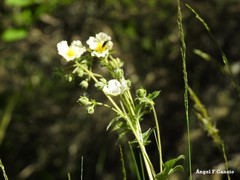 Drymocallis rupestris