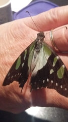 Graphium
