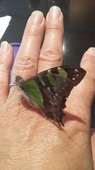 Graphium