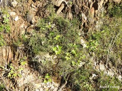 Calluna vulgaris