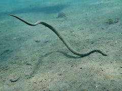 Acrochordus granulatus