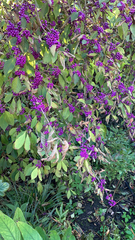 Callicarpa dichotoma