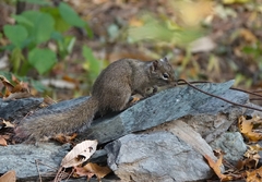 Sciurotamias davidianus