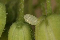 Zegris eupheme menestho