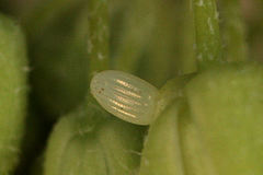 Zegris eupheme menestho