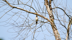 Pycnonotus bimaculatus