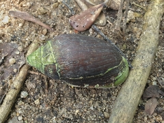 Ellobium