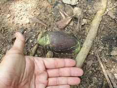 Ellobium