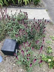 Lysimachia atropurpurea