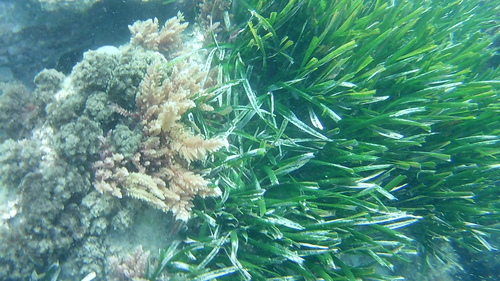 Avistamiento Posidonia oceánica