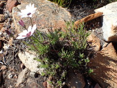 Dimorphotheca acutifolia