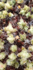 Pimelea sericeovillosa sericeovillosa