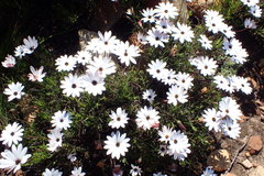 Dimorphotheca acutifolia