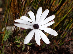 Dimorphotheca acutifolia