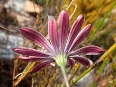 Dimorphotheca acutifolia