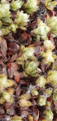 Pimelea sericeovillosa sericeovillosa