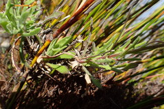 Dimorphotheca acutifolia