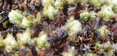 Pimelea sericeovillosa sericeovillosa