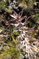 Leucospermum tottum