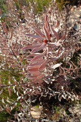Leucospermum tottum