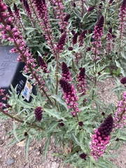 Lysimachia atropurpurea
