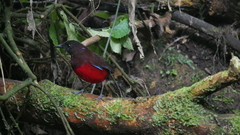 Erythropitta venusta