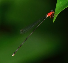 Amphicnemis gracilis