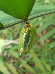 Euploea phaenareta