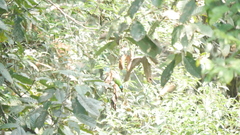 Psilopogon oorti