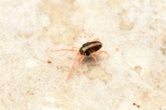 Eupodes