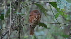 Batrachostomus poliolophus
