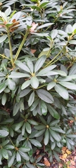 Magnoliopsida