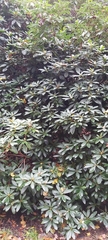 Magnoliopsida
