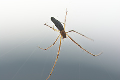 Tetragnatha