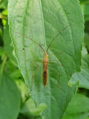 Leptocorisa