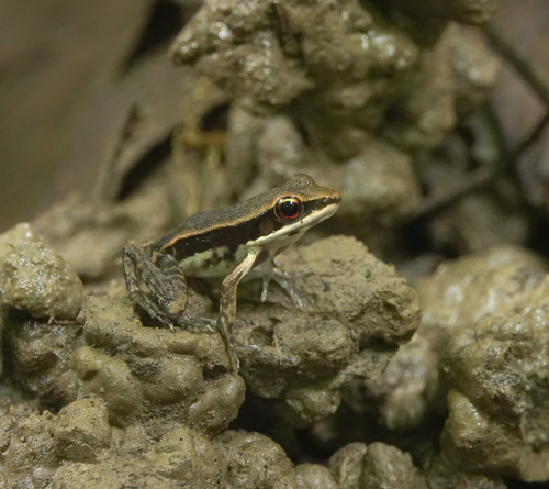Cope's Frog, Hylarana leptoglossa