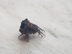 Cyphalonotus larvatus