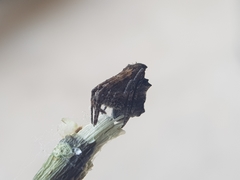 Cyphalonotus larvatus