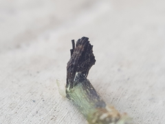 Cyphalonotus larvatus