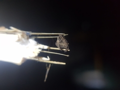 Cyphalonotus larvatus