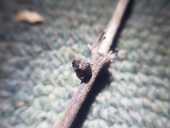 Cyphalonotus larvatus