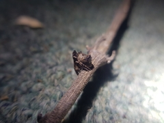 Cyphalonotus larvatus