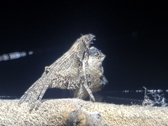 Cyphalonotus larvatus