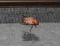 Anoplognathus concolor