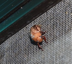 Anoplognathus concolor