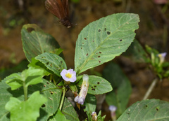 Hygrophila