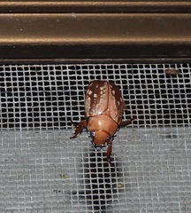 Anoplognathus concolor