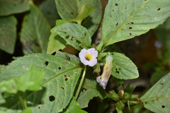 Hygrophila
