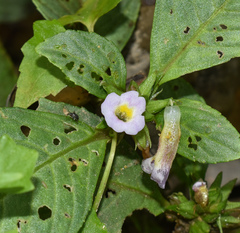 Hygrophila