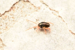 Eupodes